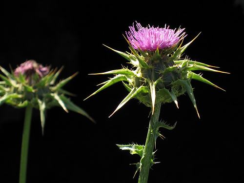 Silybum marianum